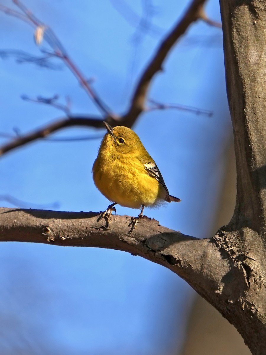 Pine Warbler - Troy Gorodess