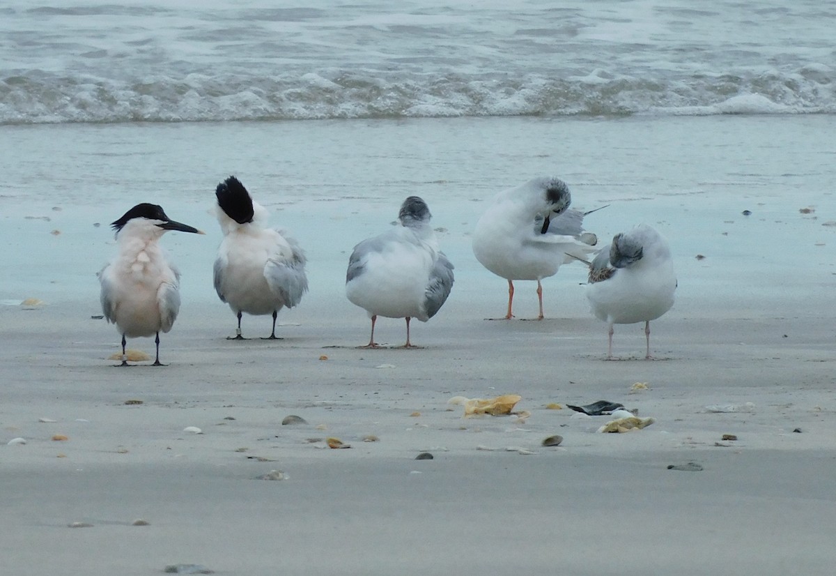 Sandwich Tern - Kate Satterfield