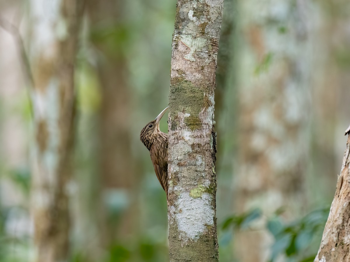 Ivory-billed Woodcreeper - ML616673594