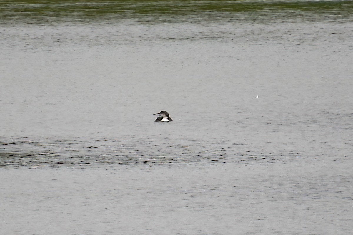 Common Loon - ML616673634