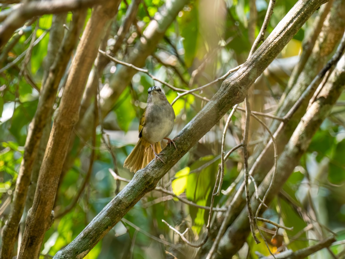 Green-backed Sparrow - ML616673674