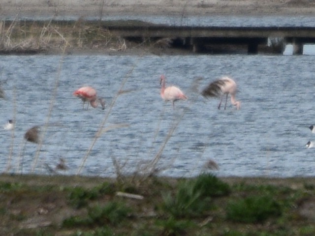 flamingo sp. - ML616673687