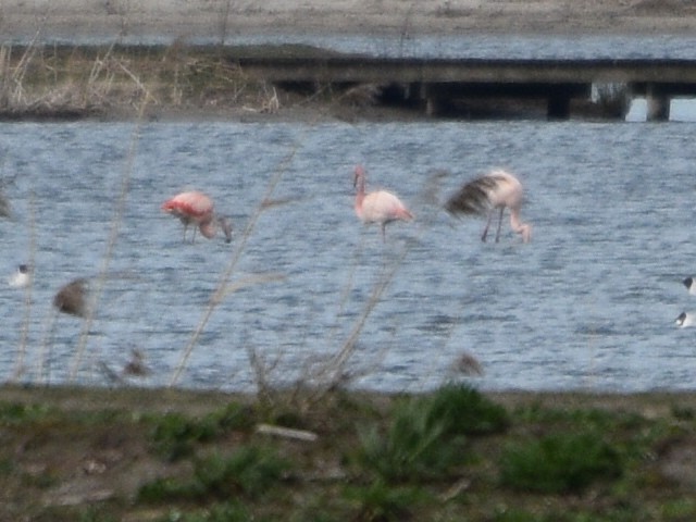 ub. flamingo (Phoenicopteridae sp.) - ML616673687