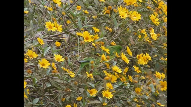 Mountain Parakeet - ML616673690