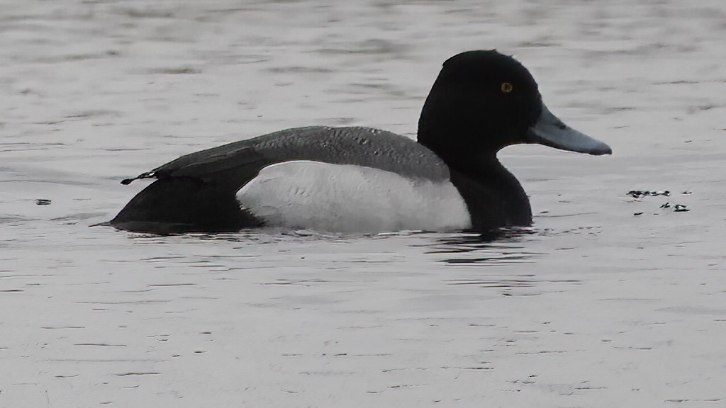 Lesser Scaup - ML616673691