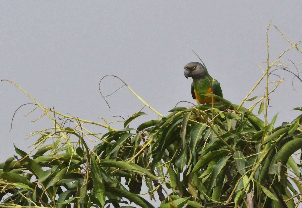 Senegal Papağanı - ML616673765