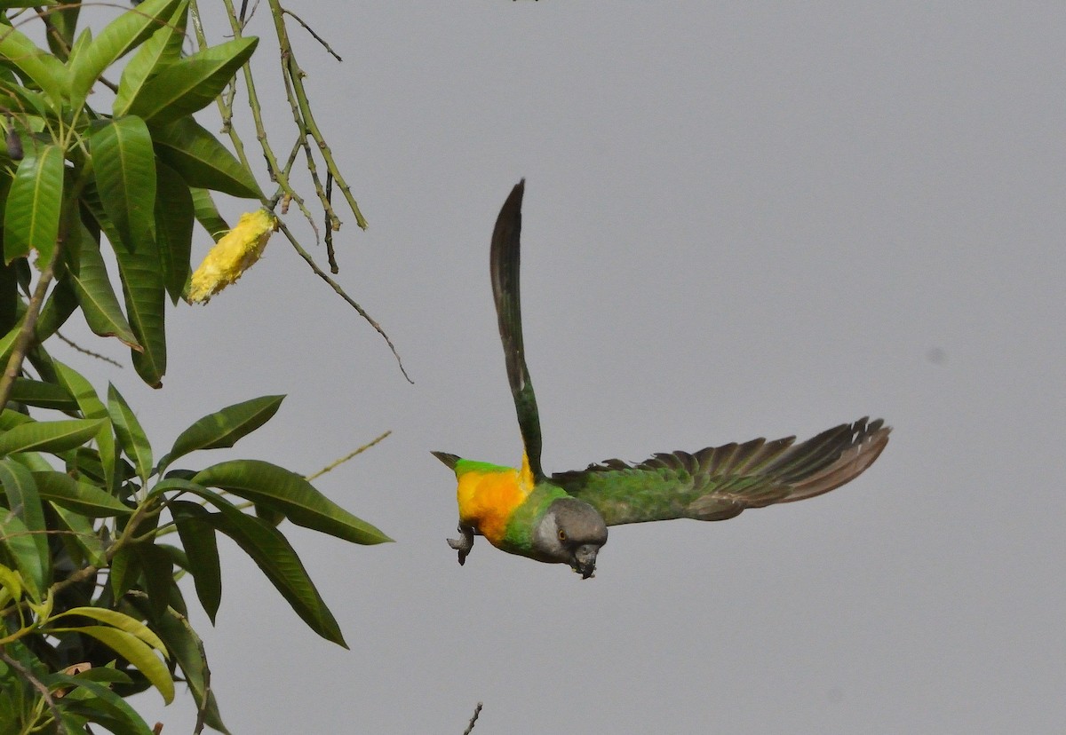 Senegal Papağanı - ML616673766