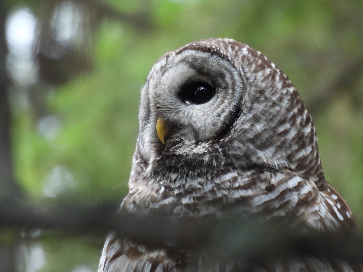 Barred Owl - Mike Edwards