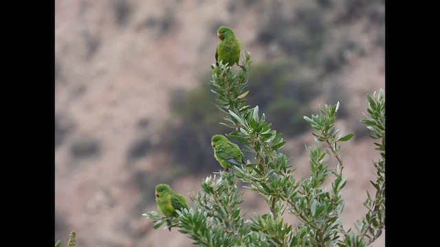 Mountain Parakeet - ML616673782