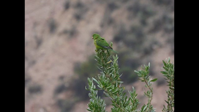 Mountain Parakeet - ML616673784