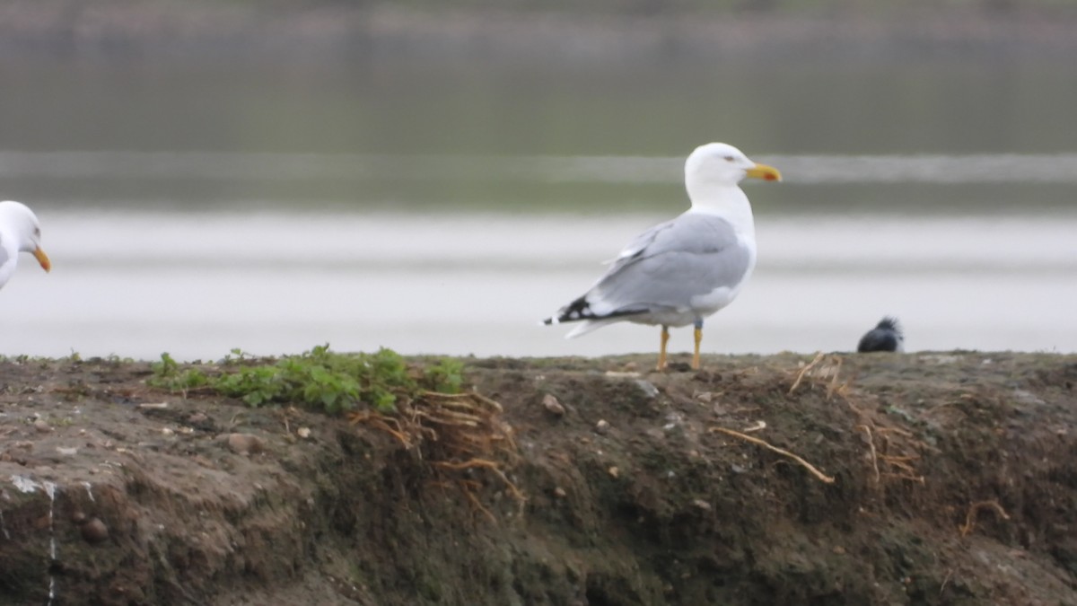 Yellow-legged Gull - ML616673794