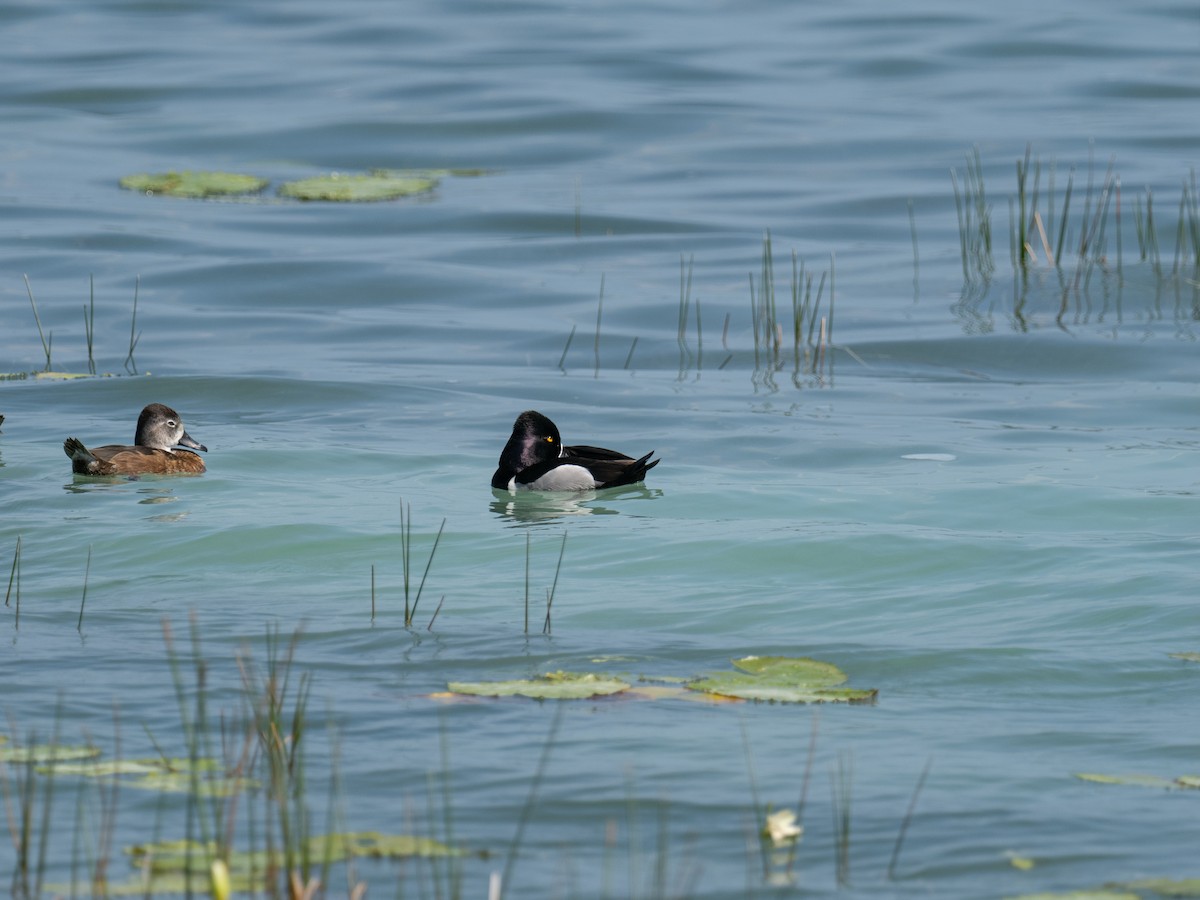 Ring-necked Duck - ML616673795