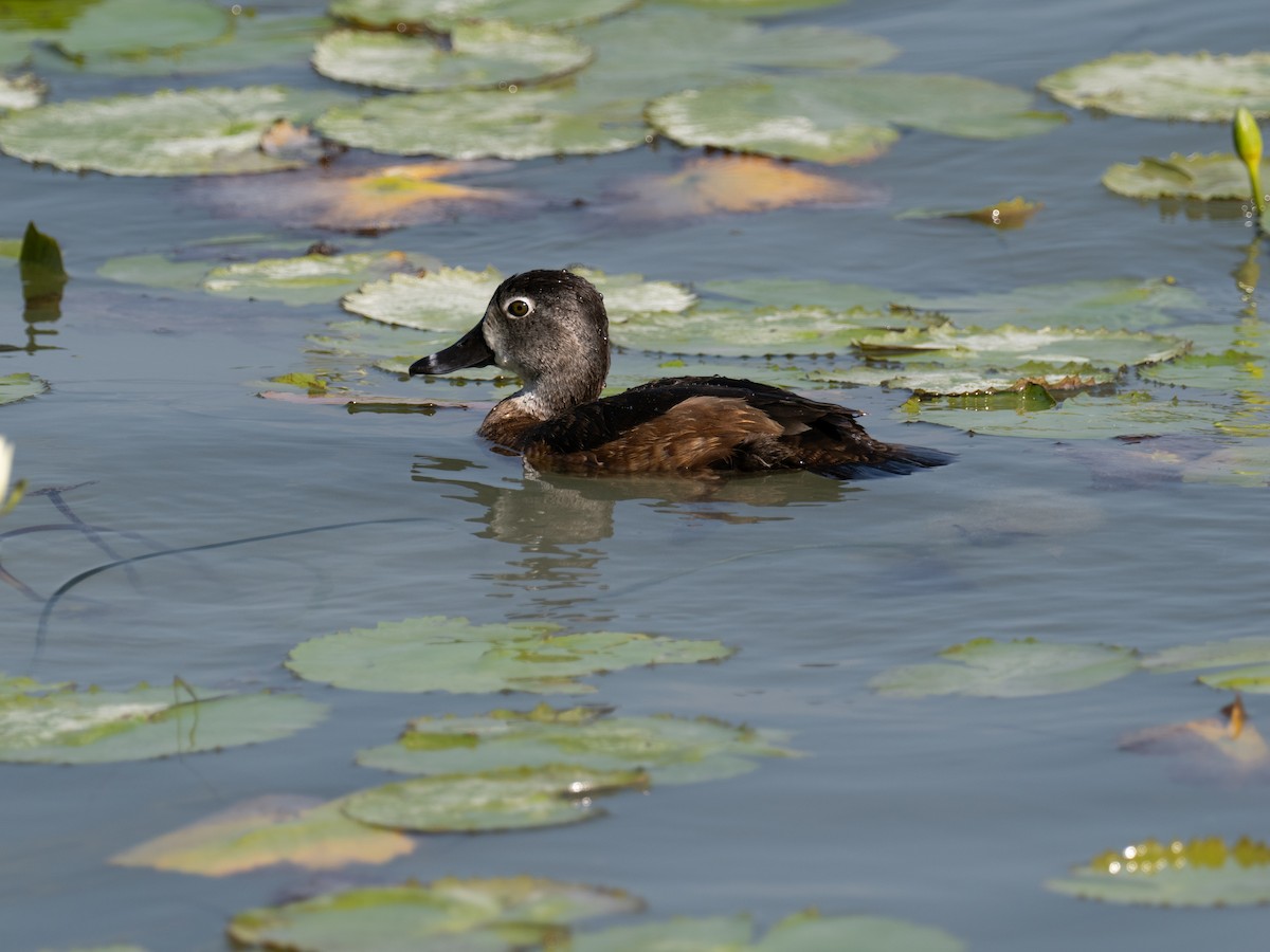 Ring-necked Duck - ML616673796