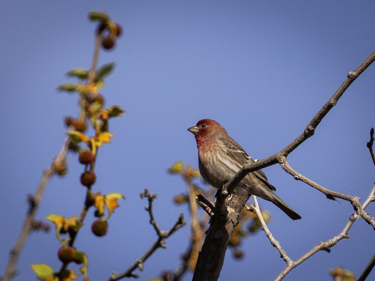 House Finch - ML616673800