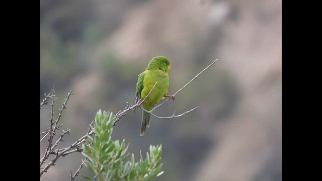 Mountain Parakeet - ML616673803