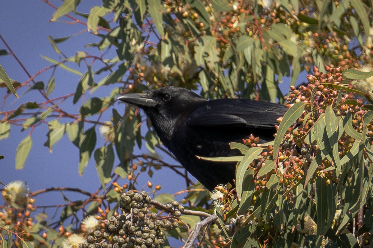 American Crow - ML616673808