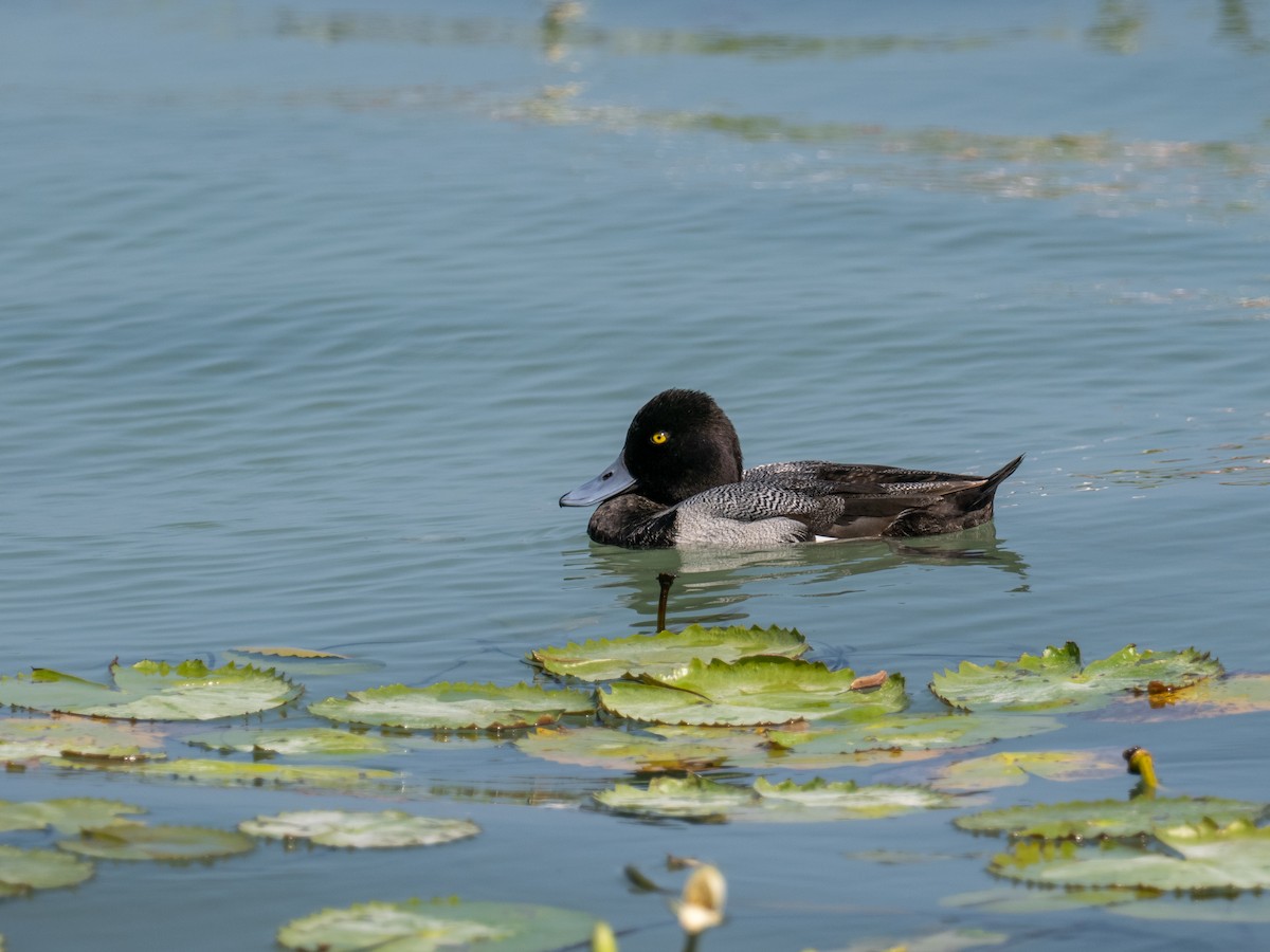 Lesser Scaup - ML616673815