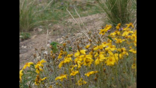 Mountain Parakeet - ML616673824