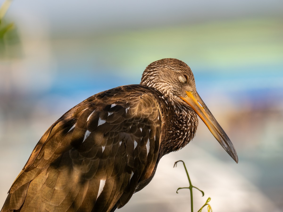 Limpkin - ML616673836