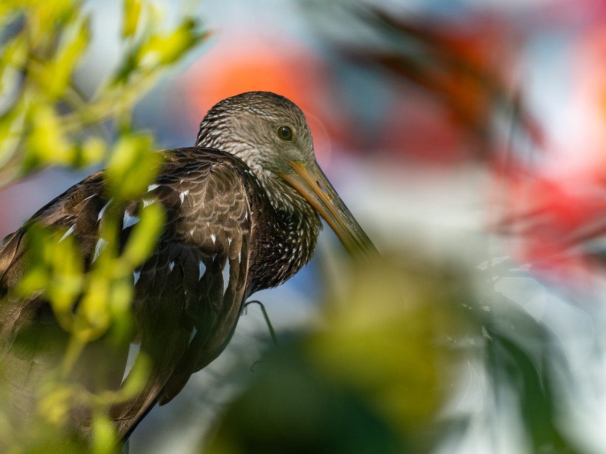 Limpkin - ML616673837