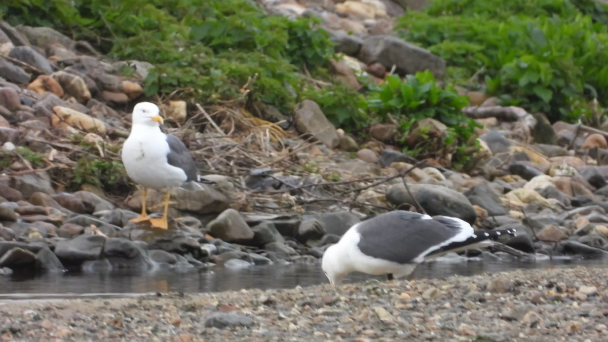 Lesser Black-backed Gull - ML616673860