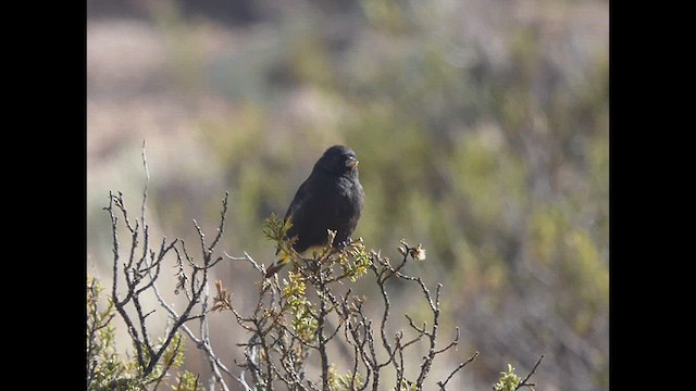 Black Siskin - ML616673879