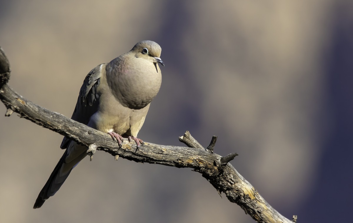 Mourning Dove - Nick  Waite