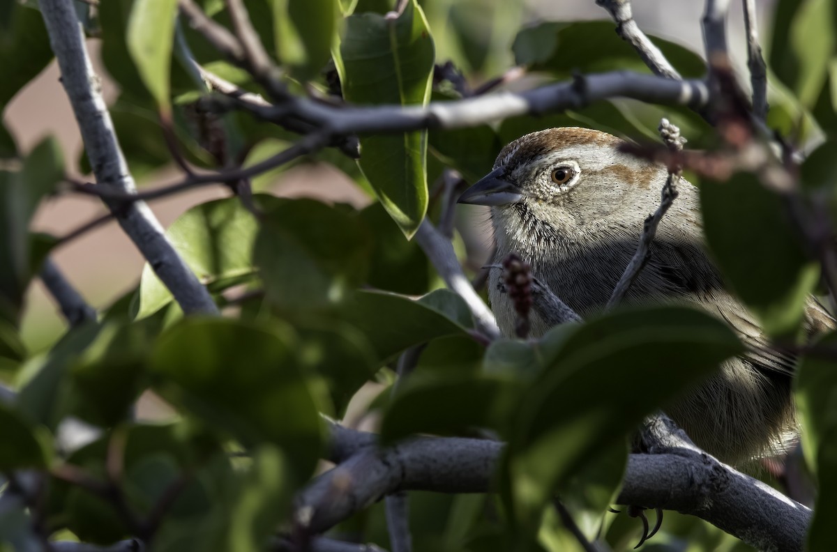 Rufous-crowned Sparrow - Nick  Waite