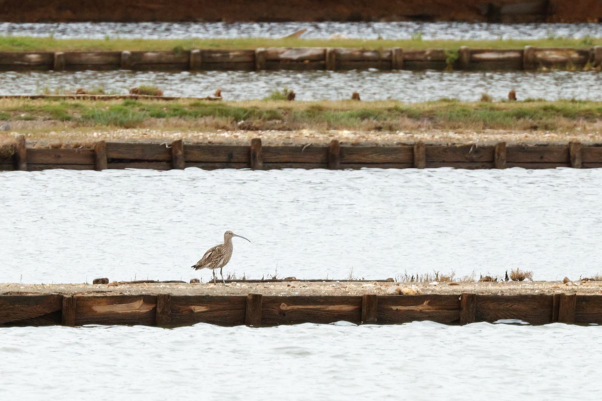 Eurasian Curlew - ML616673974