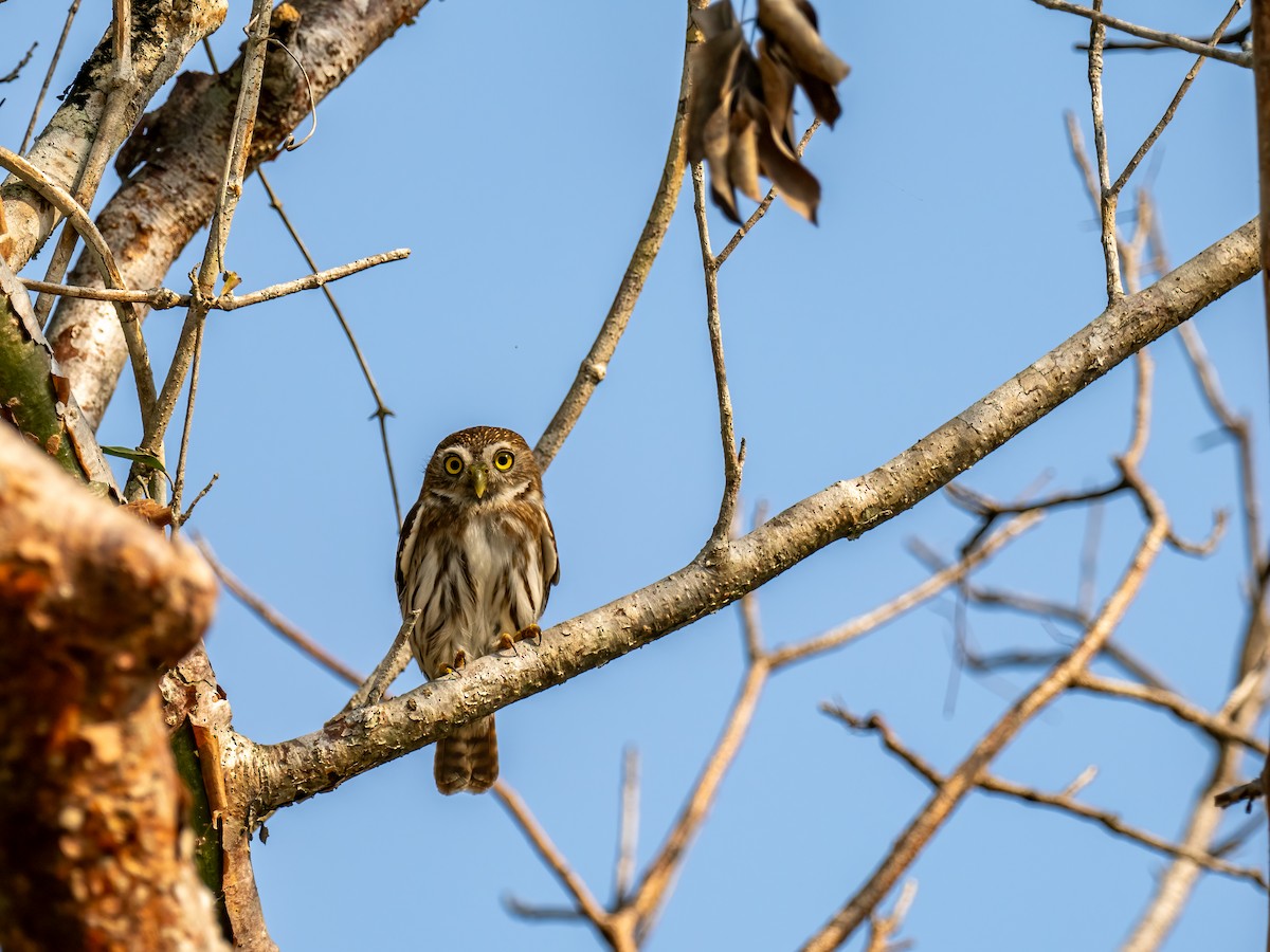 アカスズメフクロウ（brasilianum グループ） - ML616673980