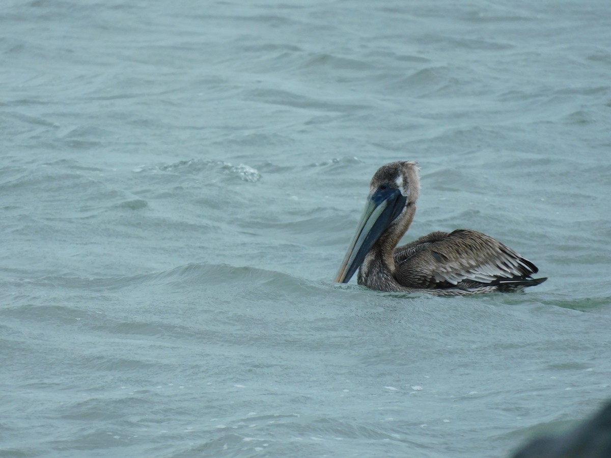 pelikán hnědý - ML616673986