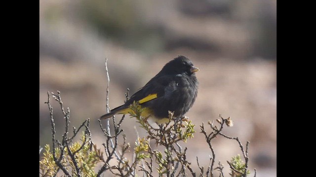 Black Siskin - ML616674016