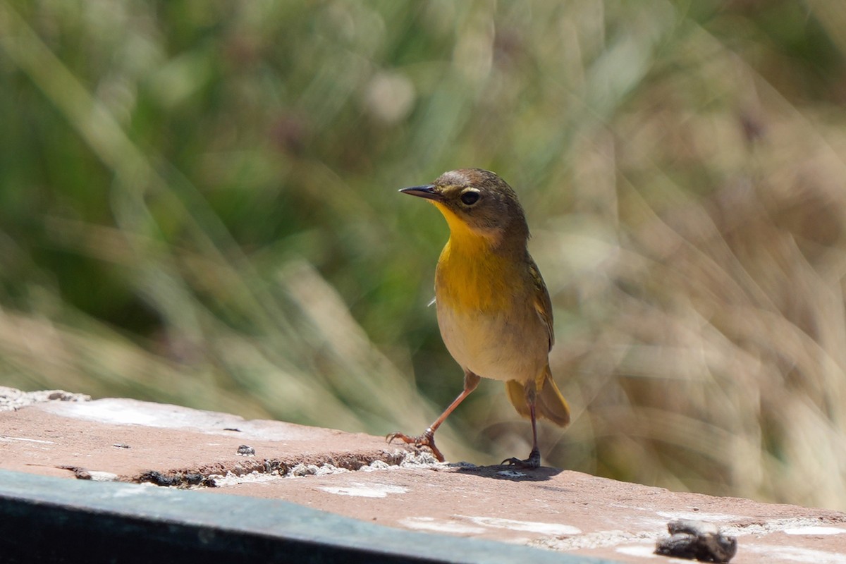 Common Yellowthroat - ML616674020