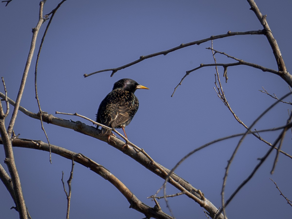 European Starling - ML616674060