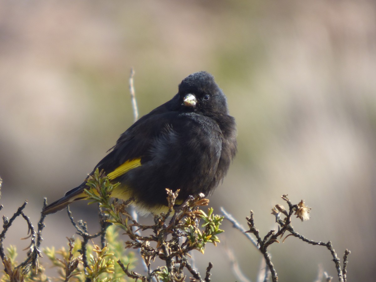 Black Siskin - Antonieta Gonzalez Soto