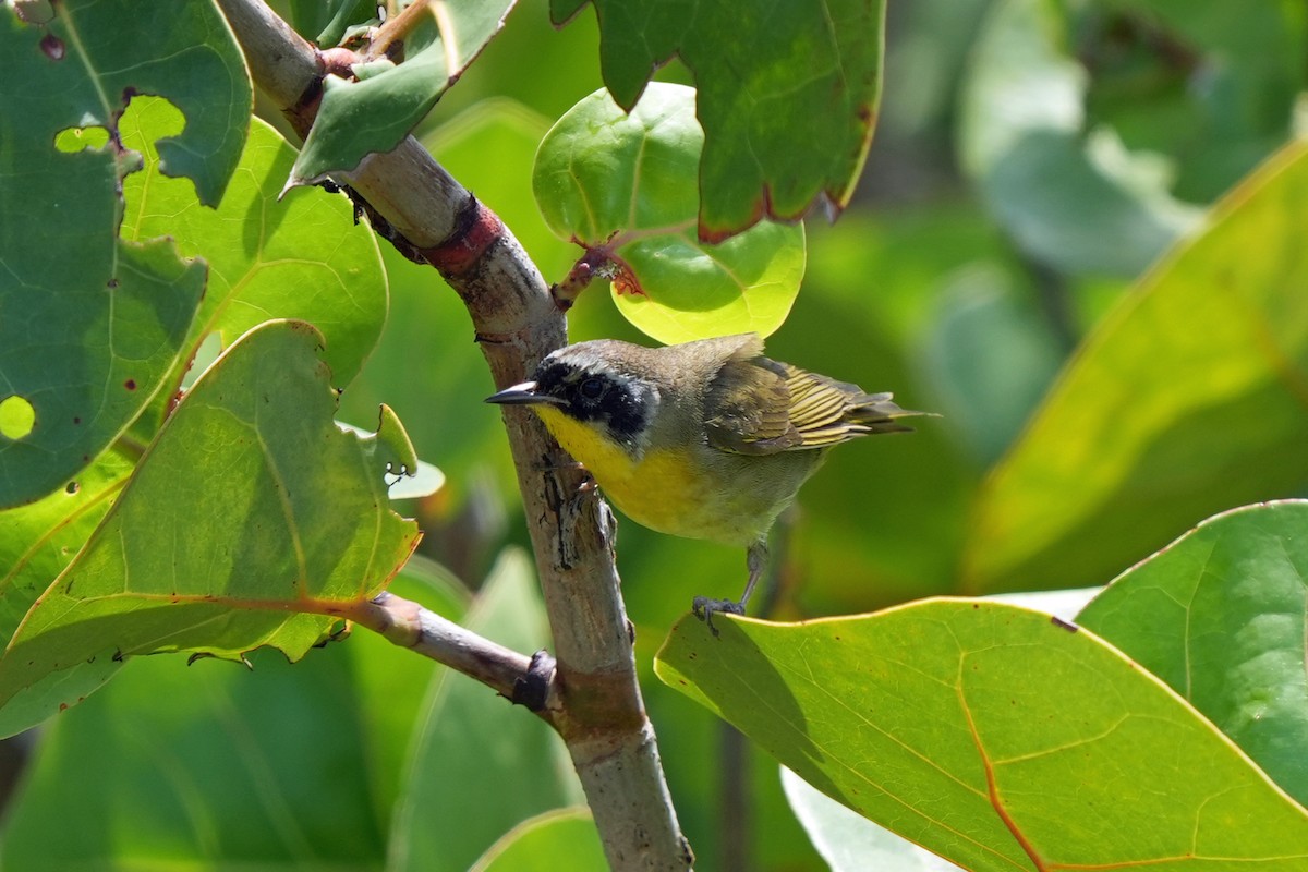 Common Yellowthroat - ML616674123