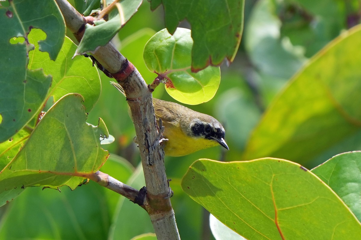 Common Yellowthroat - ML616674124