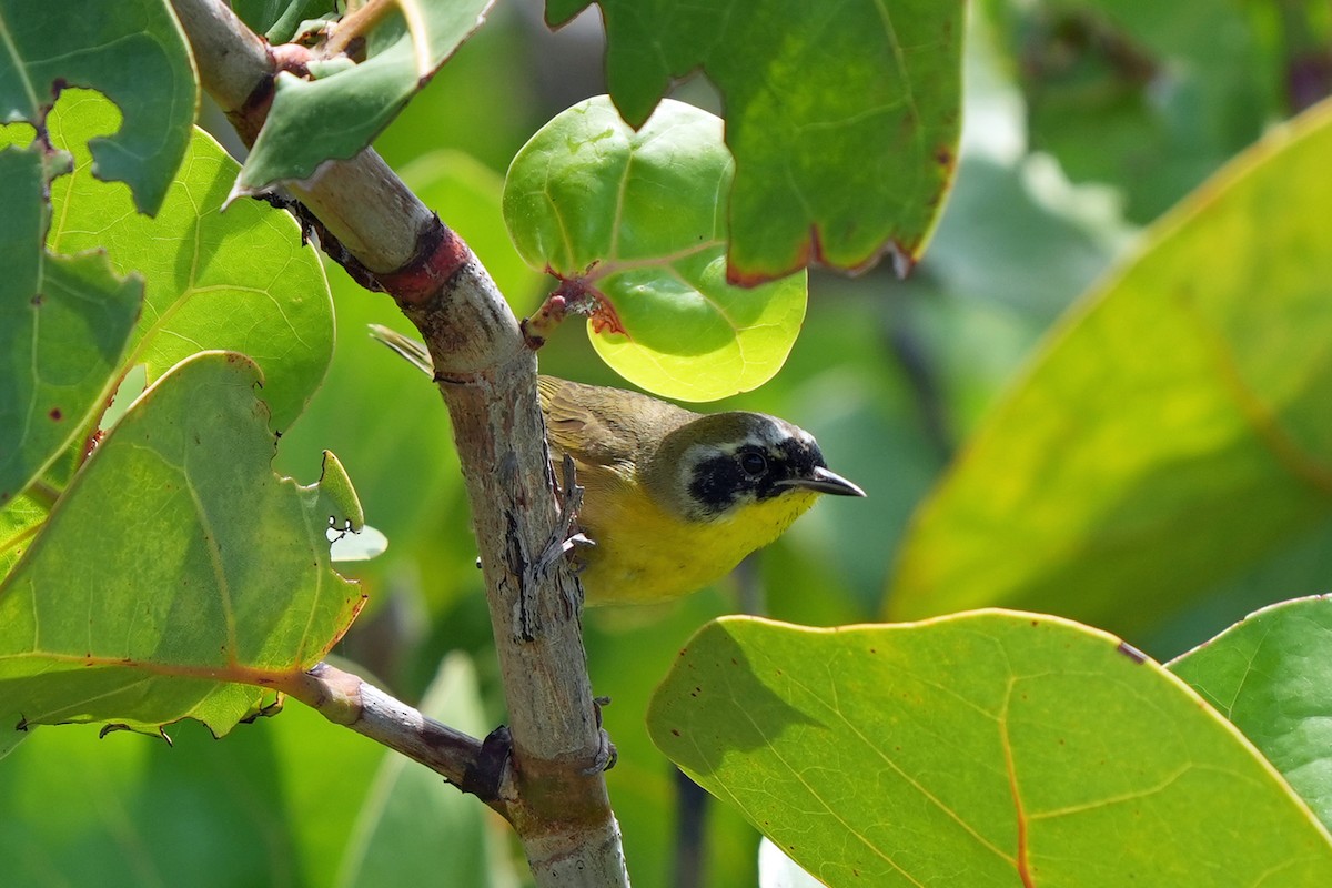 Common Yellowthroat - ML616674125