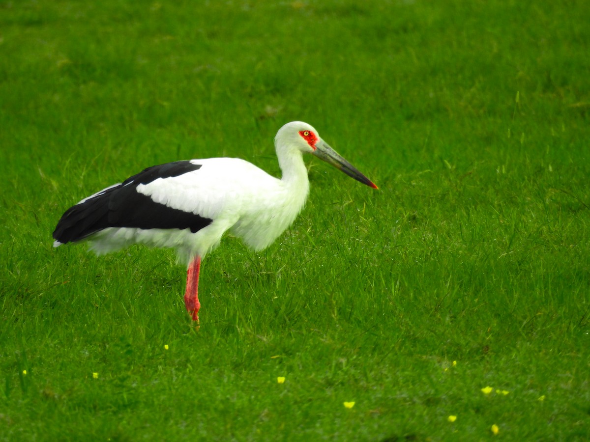 Maguari Stork - ML616674153