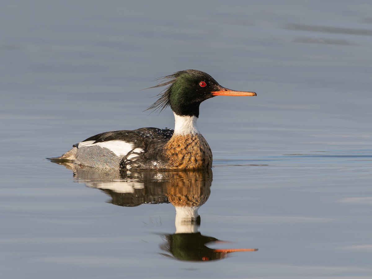 Red-breasted Merganser - ML616674155