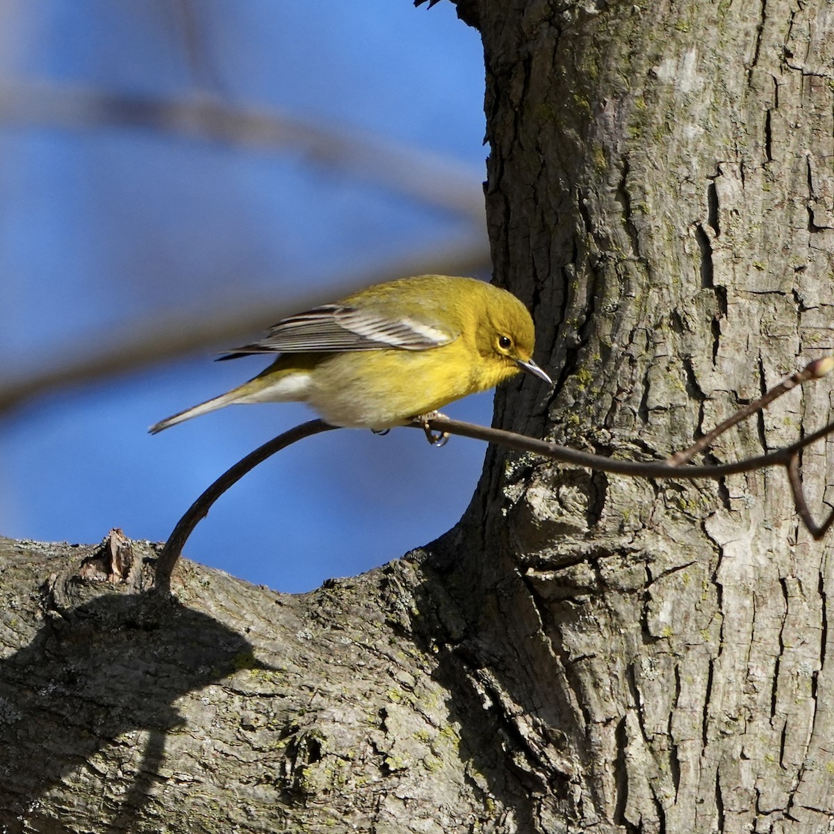 Pine Warbler - Troy Gorodess