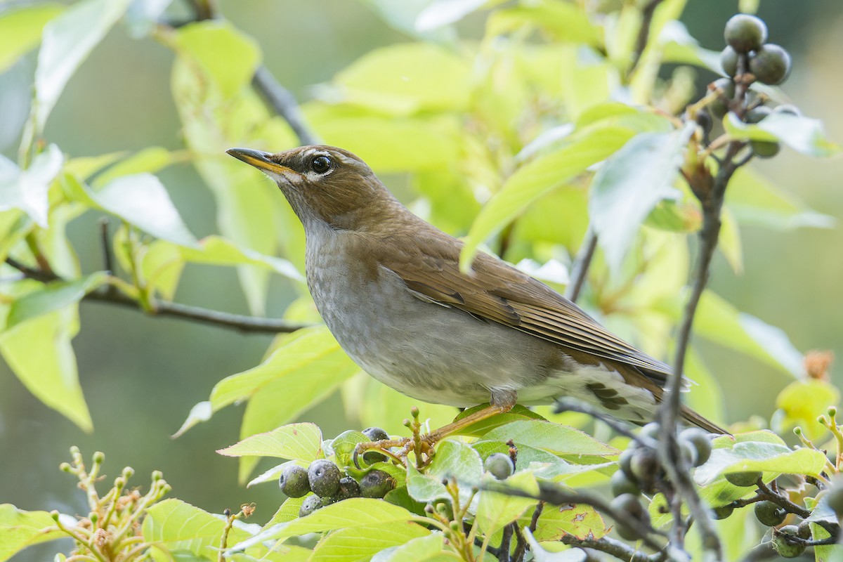 Gray-sided Thrush - ML616674201