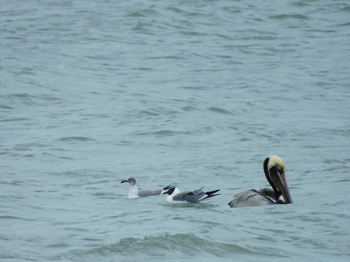 Gaviota Guanaguanare - ML616674224