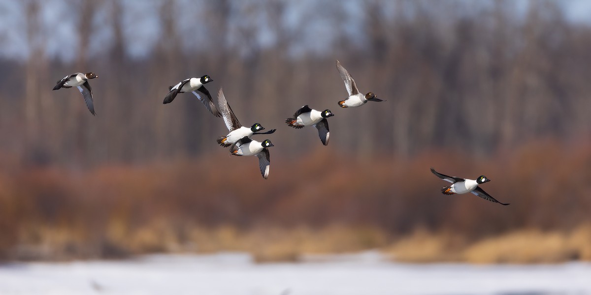 Common Goldeneye - ML616674264