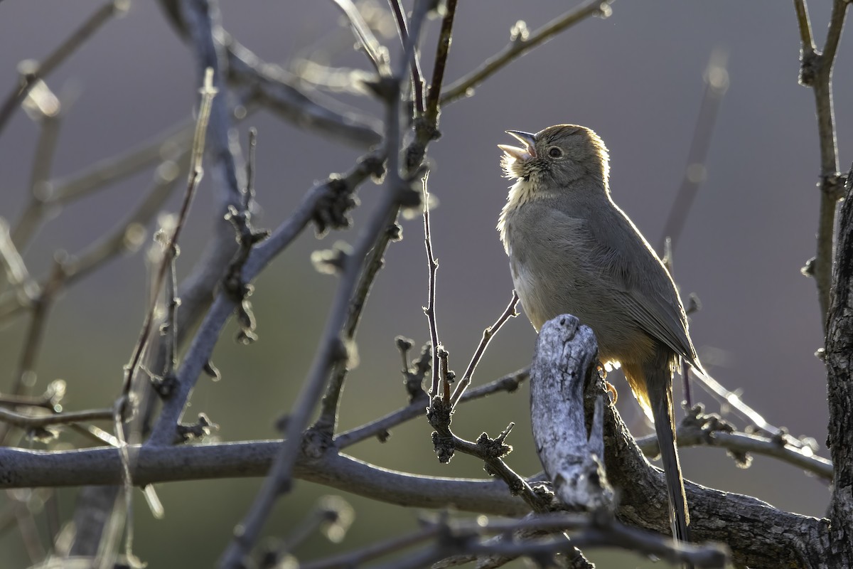 Canyon Towhee - ML616674271