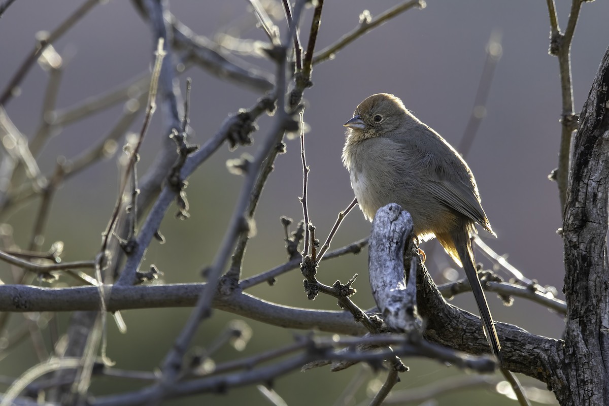 Canyon Towhee - ML616674272