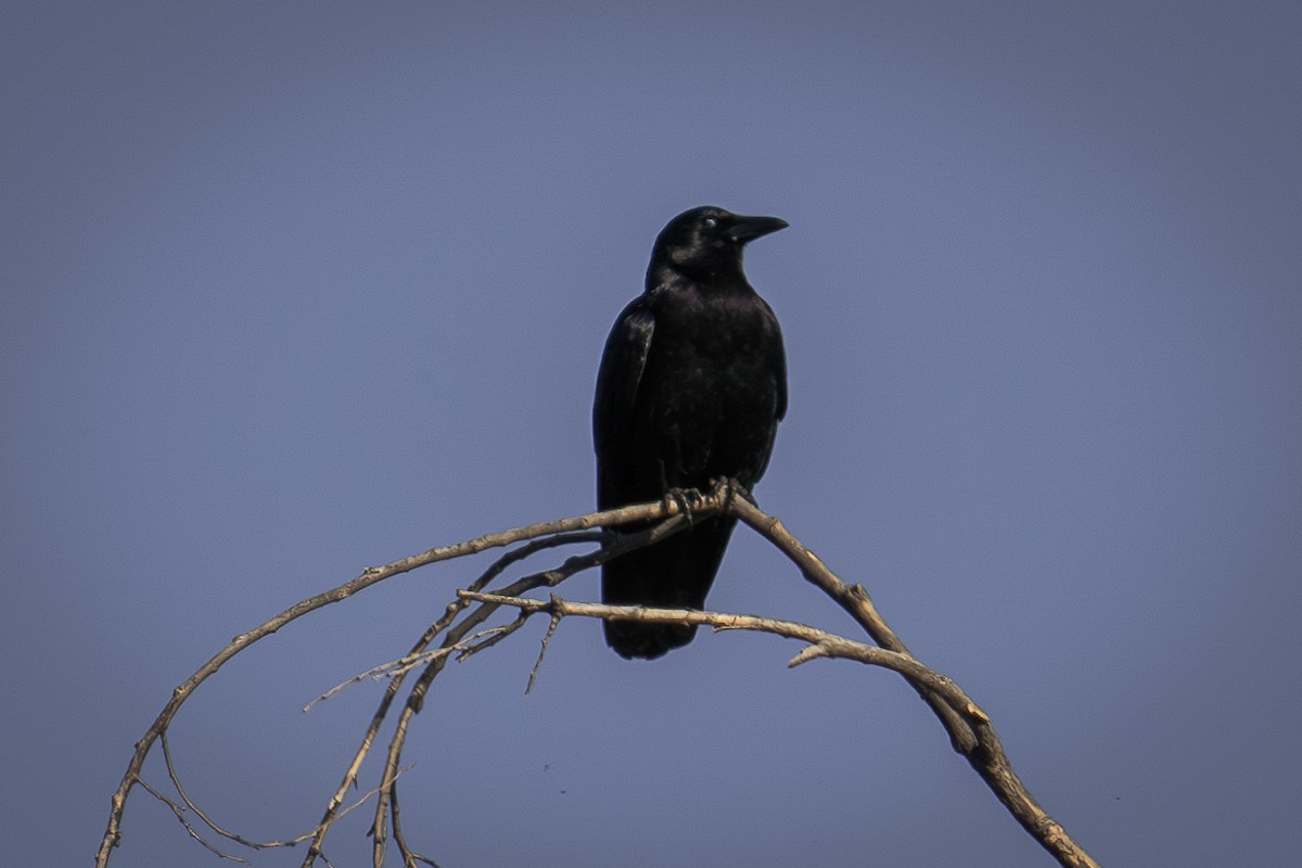 American Crow - ML616674315