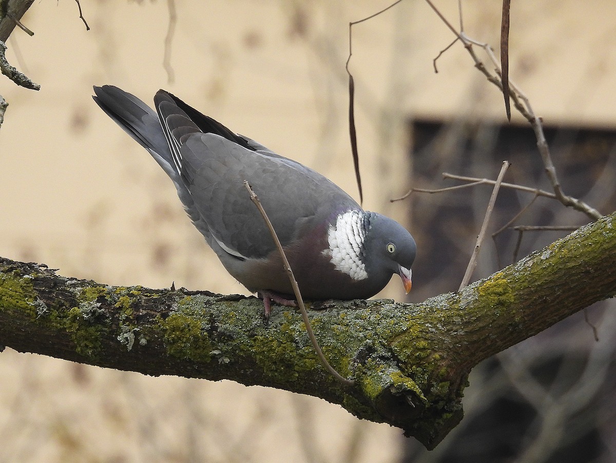 Common Wood-Pigeon - Alfonso Rodrigo