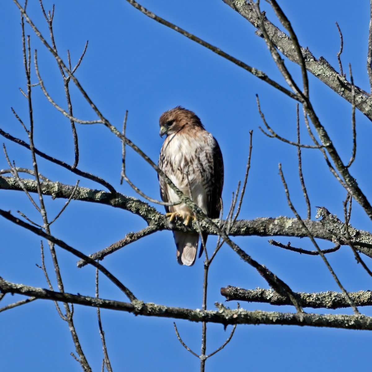 Red-tailed Hawk - ML616674336