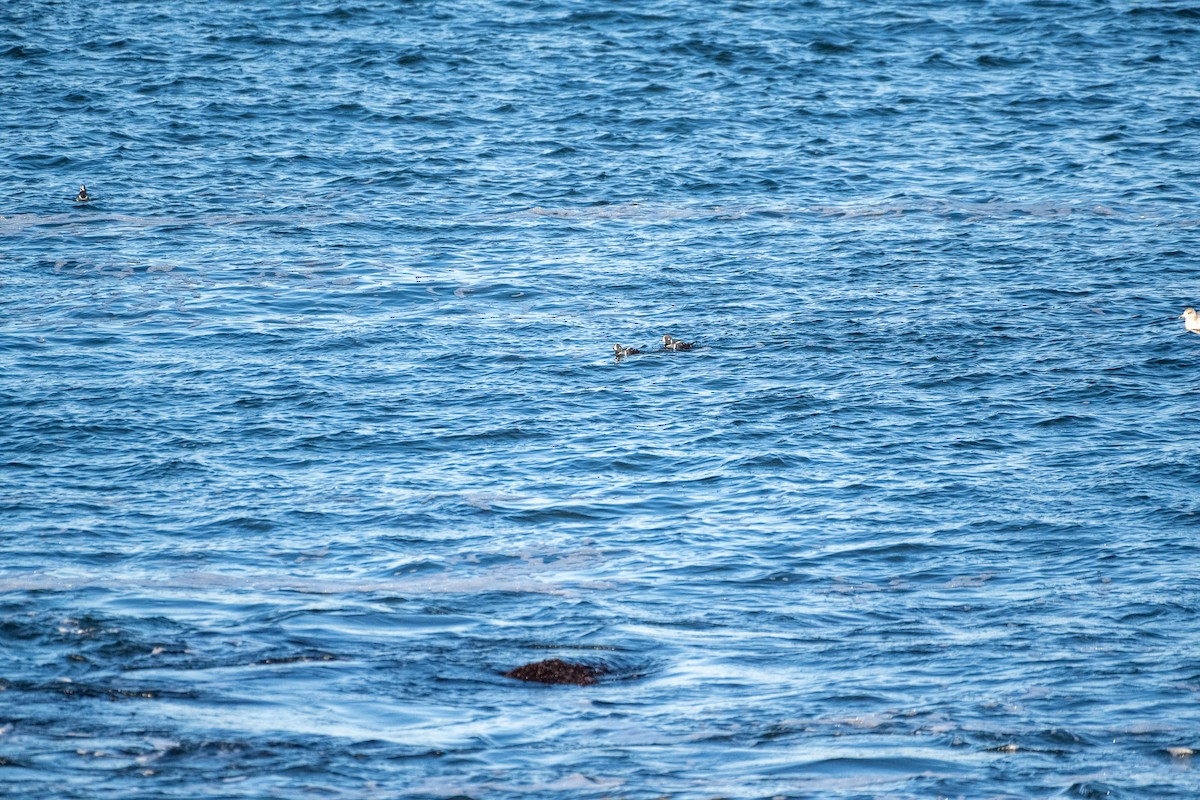 Harlequin Duck - ML616674351